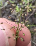 A photograph of the species Dichanthelium acuminatum, not of this specimen