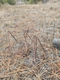 A photograph of the species Apocynum androsaemifolium, not of this specimen