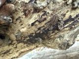 A photograph of the species Philoscia muscorum, not of this specimen