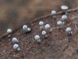 A photograph of the species Didymium squamulosum, not of this specimen