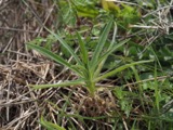 A photograph of the species Agrostemma githago, not of this specimen