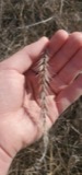 A photograph of the species Elymus canadensis, not of this specimen