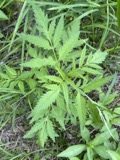 A photograph of the species Bidens aristosa, not of this specimen