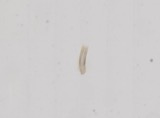A photograph of the species Amnicola cincinnatiensis, not of this specimen
