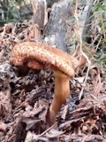 A photograph of the species Tricholomopsis rutilans, not of this specimen