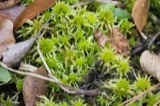 A photograph of the species Sphagnum recurvum, not of this specimen