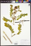A photograph of the species Cassia marilandica, not of this specimen