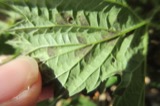 A photograph of the species Pseudoperonospora cubensis, not of this specimen