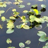 A photograph of the species Nuphar Sm., not of this specimen