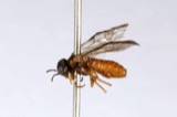 A photograph of the species Acordulecera dorsalis, not of this specimen