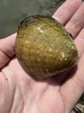 A photograph of the species Cyprogenia stegaria, not of this specimen