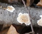 A photograph of the species Lycoperdon pedicellatum, not of this specimen