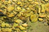 A photograph of the species Lythrurus fasciolaris, not of this specimen