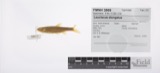 A photograph of the species Leuciscus elongatus, not of this specimen