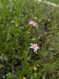 A photograph of the species Coreopsis rosea, not of this specimen