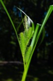 A photograph of the species Carex frankii, not of this specimen
