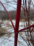 A photograph of the species Cornus sericea, not of this specimen