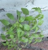 A photograph of the species Parietaria pensylvanica, not of this specimen