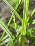 A photograph of the species Carex tribuloides, not of this specimen
