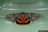 A photograph of the species Catocala amatrix, not of this specimen