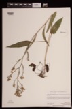 A photograph of the species Aster oolentangiensis, not of this specimen