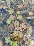 A photograph of the species Marsilea quadrifolia, not of this specimen