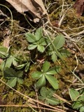 A photograph of the species Potentilla canadensis, not of this specimen