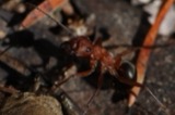 A photograph of the species Formica integra, not of this specimen