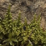 A photograph of the species Ctenidium molluscum, not of this specimen