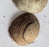 A photograph of the species Sphaerium striatinum, not of this specimen