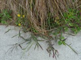 A photograph of the species Digitaria sanguinalis, not of this specimen