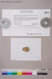 A photograph of the species Trypethelium virens, not of this specimen