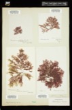 A photograph of the species Ptilota elegans, not of this specimen