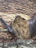 A photograph of the species Eptesicus fuscus, not of this specimen