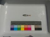 A photograph of the species Notropis volucellus, not of this specimen