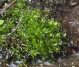 A photograph of the species Bryum affine, not of this specimen