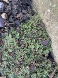A photograph of the species Marchantia polymorpha, not of this specimen