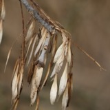 A photograph of the species Fraxinus pennsylvanica, not of this specimen