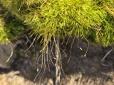 A photograph of the species Ditrichum pallidum, not of this specimen