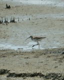 A photograph of the species Tringa melanoleuca, not of this specimen
