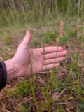 A photograph of the species Carex vestita, not of this specimen