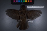A photograph of the species Zonotrichia melodia, not of this specimen