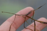 A photograph of the species Potamogeton pusillus, not of this specimen