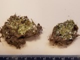 A photograph of the species Cladonia piedmontensis, not of this specimen