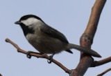 A photograph of the species Poecile carolinensis, not of this specimen