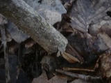 A photograph of the species Valsa nivea, not of this specimen