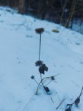 A photograph of the species Clinopodium vulgare, not of this specimen