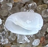 A photograph of the species Acteocina canaliculata, not of this specimen