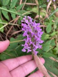 A photograph of the species Platanthera psycodes, not of this specimen
