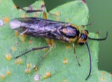 A photograph of the species Nematus tibialis, not of this specimen